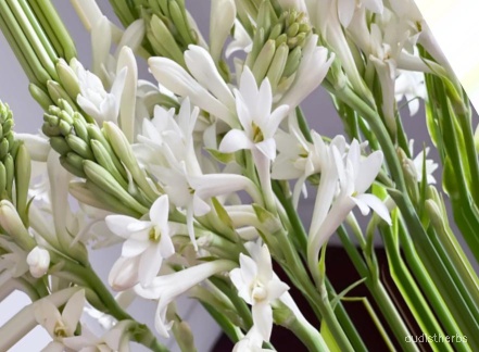 augmented_Polianthes tuberosa flower10_0_1490.jpeg
